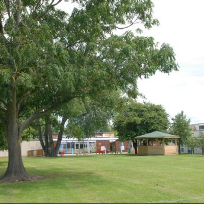 Field and trees